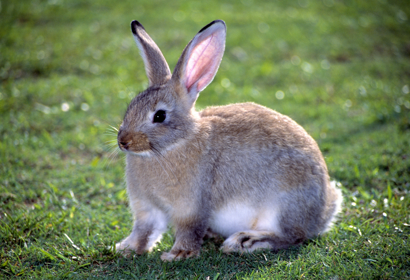 recent-project-img-1